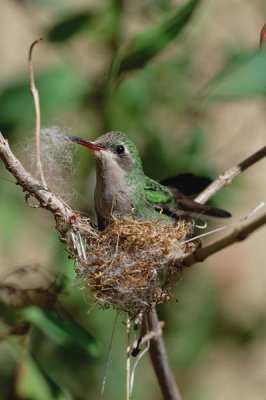 Konrad Wothe - Broad-billed Hummingbird building nest,  Arizona