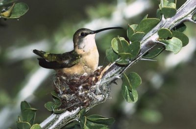 Konrad Wothe - Lucifer Hummingbird female incubating eggs on nest in Ocotillo Cactus, Arizona