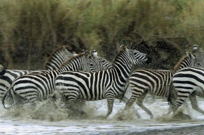 Konrad Wothe - Burchell's Zebra herd, Serengeti National Park, Tanzania