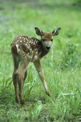 Konrad Wothe - White-tailed Deer fawn in spring meadow, North America