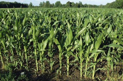 Konrad Wothe - Maize field, comprised of cultivated young plants, Germany