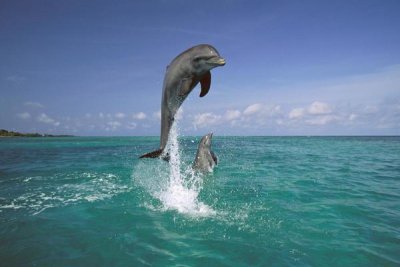 Konrad Wothe - Bottlenose Dolphin leaping, Caribbean