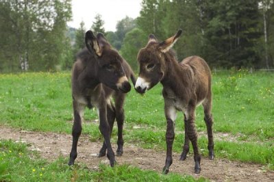 Konrad Wothe - Donkey two foals communicating, Bavaria, Germany