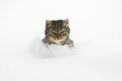 Konrad Wothe - House Cat in deep snow, Germany