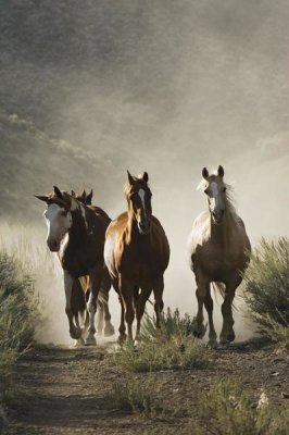 Konrad Wothe - Horse group of four approaching camera, Oregon