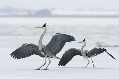 Konrad Wothe - Grey Heron pair in winter, Usedom, Germany