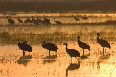 Konrad Wothe - Sandhill Cranes, Bosque del Apache NWR, New Mexico