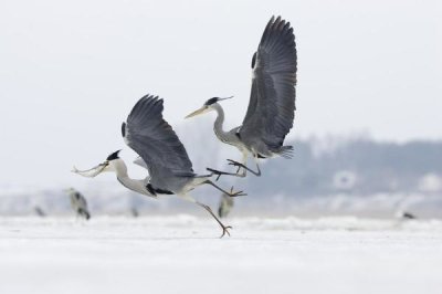 Konrad Wothe - Grey Heron pair fighting over freshly caught fish prey, Usedom, Germany