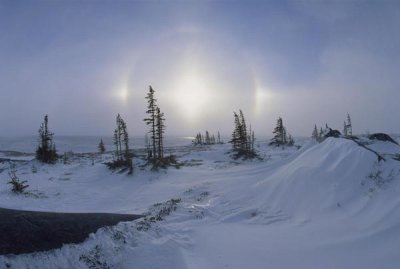 Konrad Wothe - Spruce forest in snow with sundogs, Hudson Bay, Canada