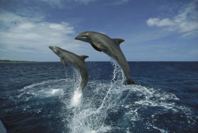 Konrad Wothe - Bottlenose Dolphin pair leaping, Honduras