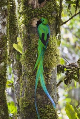 Konrad Wothe - Resplendent Quetzal male at nest, Costa Rica