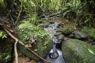 Konrad Wothe - Creek in mountain rainforest, Braulio Carrillo National Park, Costa Rica