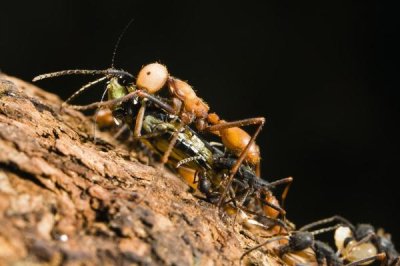 Konrad Wothe - Army Ant carrying cricket, La Selva, Costa Rica