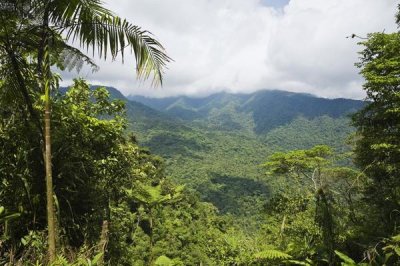 Konrad Wothe - Mountain rainforest, Braulio Carrillo National Park, Costa Rica