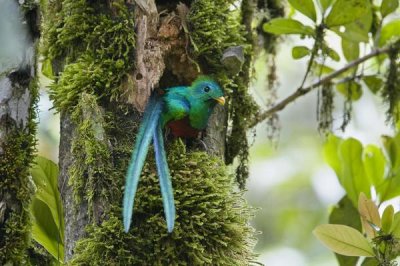 Konrad Wothe - Resplendent Quetzal male looking out of nest, Costa Rica