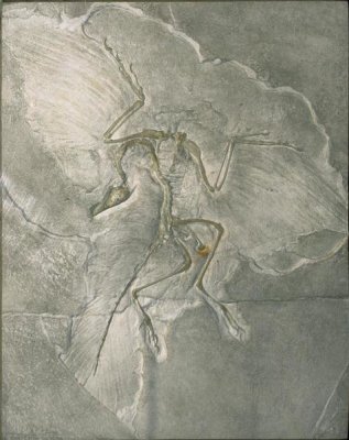 Konrad Wothe - Archaeopteryx bird fossil, Solnhofen, Germany