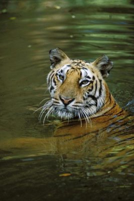 Konrad Wothe - Bengal Tiger in water, native to India