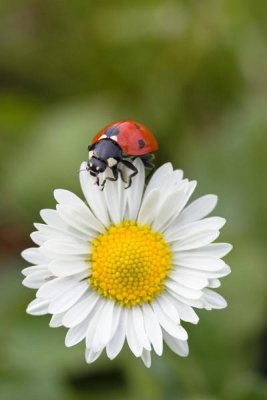 Konrad Wothe - Seven-spotted Ladybird on Common Daisy , Germany