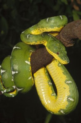 Gerry Ellis - Emerald Tree Boa hanging on tree branch, Amazonia