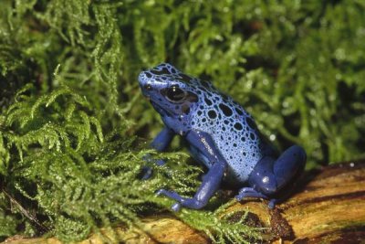 Gerry Ellis - Blue Poison Dart Frog, Sipaliwini savannah, Surinam