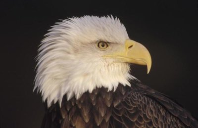 Gerry Ellis - Bald Eagle portrait, North America