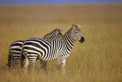 Gerry Ellis - Burchell's Zebra pair on savannah, Masai Mara National Reserve, Kenya