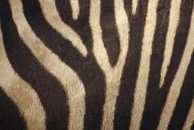 Gerry Ellis - Hartmann's Mountain Zebra close up of stripes on belly