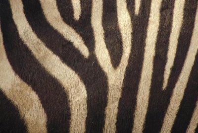 Gerry Ellis - Hartmann's Mountain Zebra close up of stripes on belly