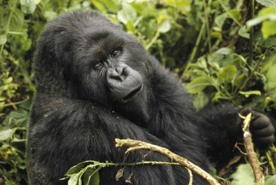 Gerry Ellis - Mountain Gorilla looking at camera, Virunga Mountains, DRC