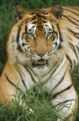 Gerry Ellis - Bengal Tiger portrait, Hilo Zoo, Hawaii, native to India and southeast Asia