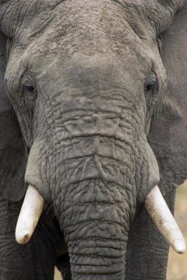 Gerry Ellis - African Elephant face, Tarangire National Park, Tanzania
