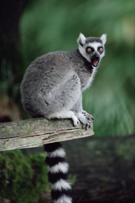 Gerry Ellis - Ring-tailed Lemur calling, Woodland Park Zoo