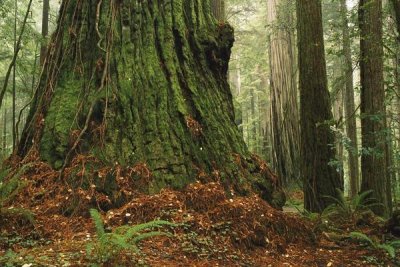 Gerry Ellis - Coast Redwood old-growth tree in forest, Pacific Coast, North America