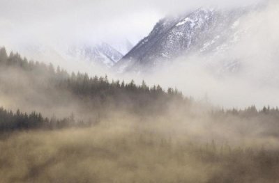 Gerry Ellis - Fog in old growth forest, Chilkat River Wilderness, Alaska