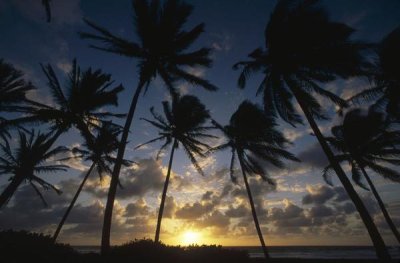 Gerry Ellis - Coconut Palm trees at sunrise, St Vincent Island, Lesser Antilles