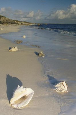 Gerry Ellis - Reef Harbor Beach, Turks and Caicos Islands, Caribbean