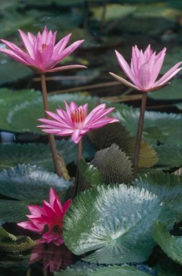 Gerry Ellis - Water Lily hybrid blossoms and lily pads, world tropics