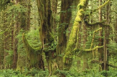 Gerry Ellis - Temperate rainforest, Queets River Valley, Olympic NP, Washington