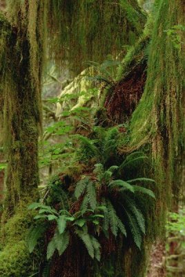Gerry Ellis - Epiphytic Sword Fern, temperate rainforest, North America