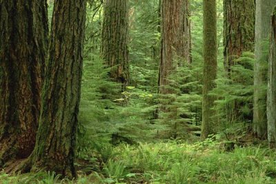 Gerry Ellis - Douglas Fir old growth forest, Vancouver Island, BC, Canada