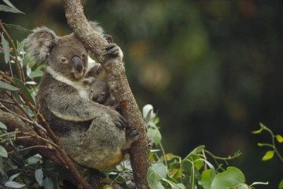 Gerry Ellis - Koala mother and three month old joey in Eucalyptus tree, Australia