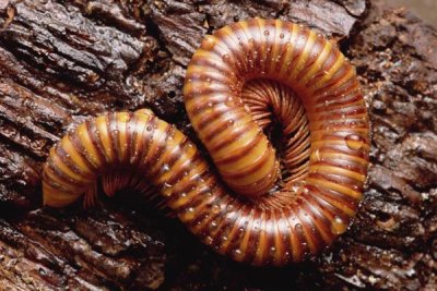 Gerry Ellis - Giant Millipede , tropical West Africa