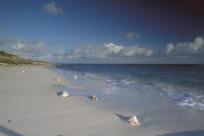 Gerry Ellis - Conch shell on Seven Mile Beach, Grand Turk Island, Turk and Caicos Islands