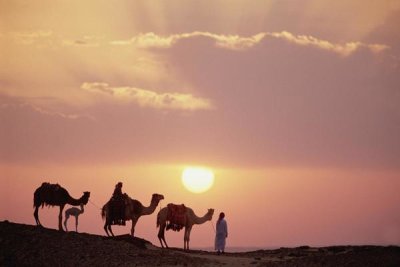 Gerry Ellis - Dromedary camels and Bedouins,  Great Sand Sea, Sahara Desert, Egypt
