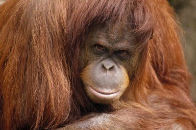 Gerry Ellis - Orangutan female portrait, Borneo