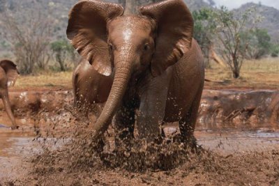 Gerry Ellis - Orphaned Isholta playing in mud bath, Tsavo East National Park, Kenya