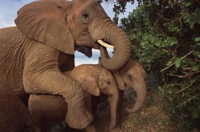 Gerry Ellis - Malalka mothering baby orphans, Tsavo East NP, Kenya