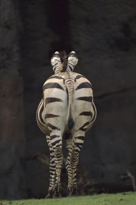 Gerry Ellis - Hartmann's Mountain Zebra hindview, native to Africa