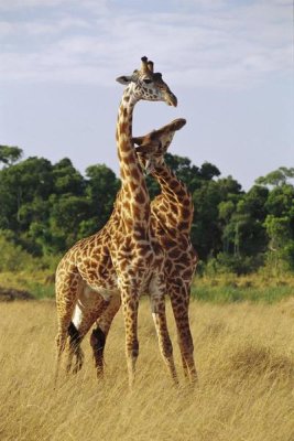 Gerry Ellis - Giraffe young males neck-sparring, Masai Mara National Reserve, Kenya