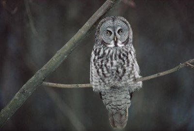 Gerry Ellis - Great Gray Owl portrait, North America